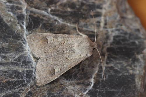 Ammoconia caecimacula