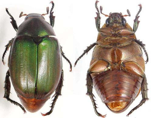 Anomala sp.