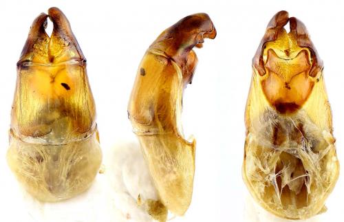 Anomala chloropus
