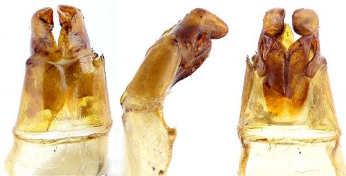 Anomala sp.