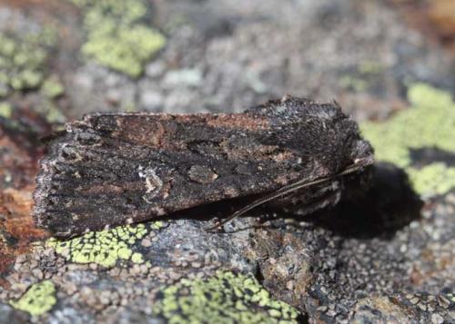 Trigonophora haasi