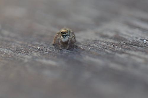 Carrhotus xanthogramma