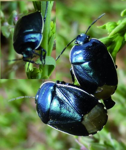 Réf. 193 275 : Canthophorus sp.