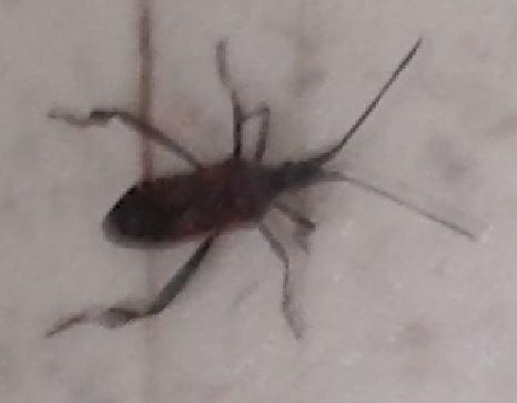Leptoglossus occidentalis