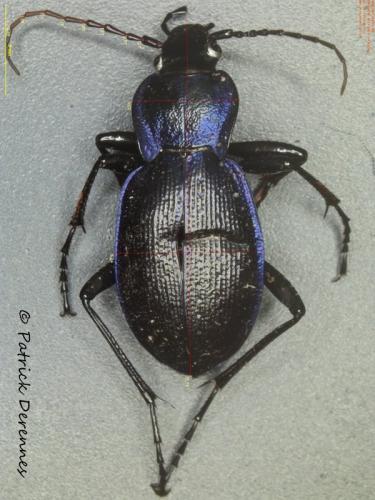 Réf. 193 640 : Carabus problematicus
