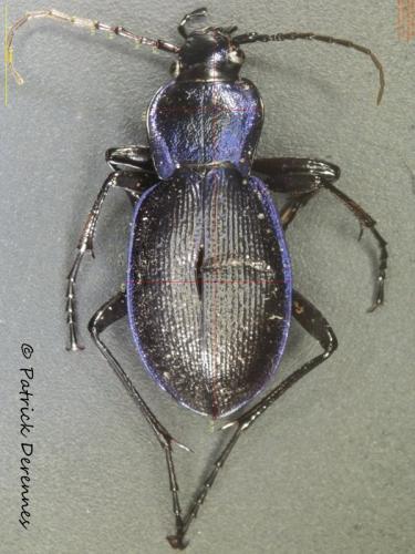 Carabus problematicus