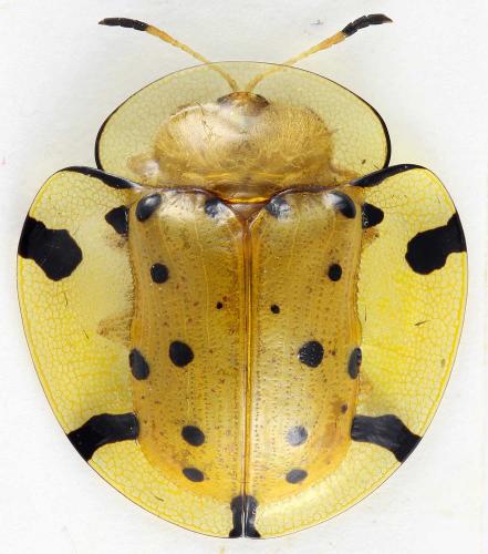 Aspidimorpha miliaris