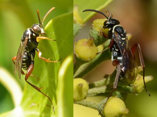 Réf. 193 222 : Ceropales cribrata