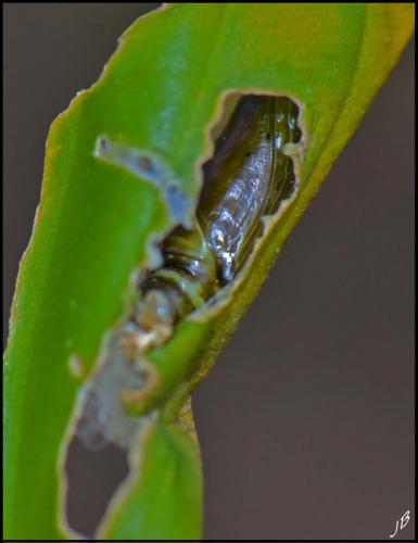 Chrysodeixis chalcites