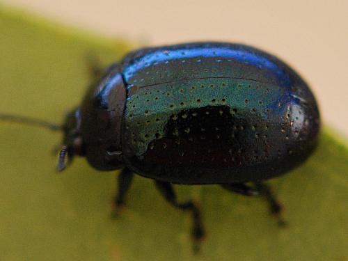 Réf. 193 887 : Chrysolina quadrigemina