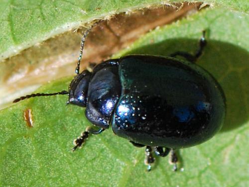 Réf. 193 886 : Chrysolina quadrigemina
