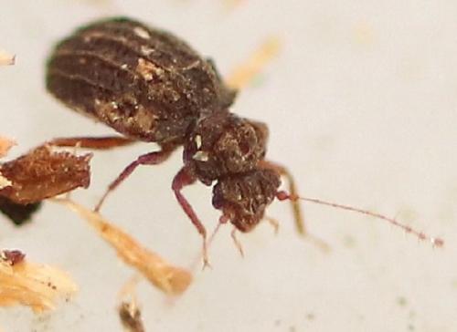 Dasycerus sulcatus