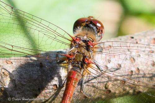 Sympetrum striolatum
