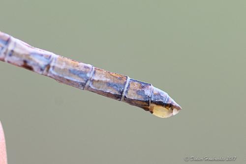 Sympetrum striolatum