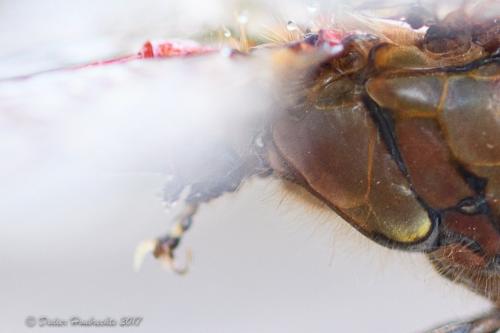 Sympetrum striolatum