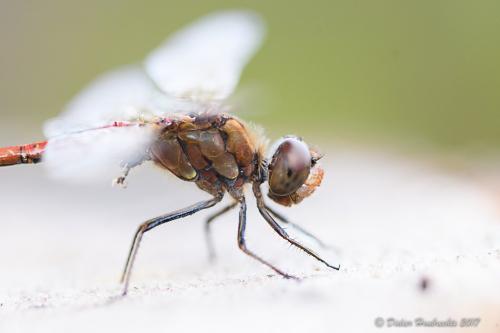 Sympetrum striolatum
