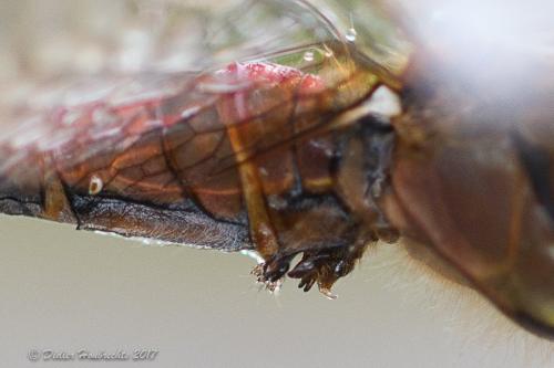 Sympetrum striolatum
