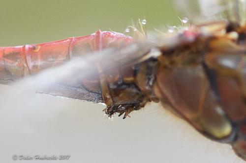 Sympetrum striolatum