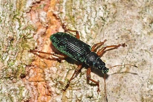 Réf. 193 031 : Polydrusus formosus