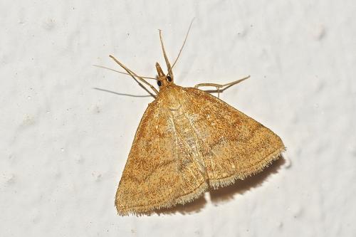 Réf. 193 100 : Psammotis pulveralis