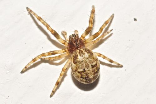 Réf. 193 229 : Larinioides sp.