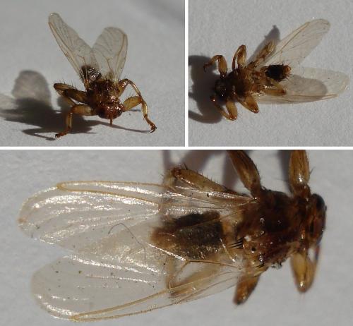 Lipoptena cervi