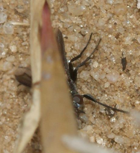 Periscepsia carbonaria