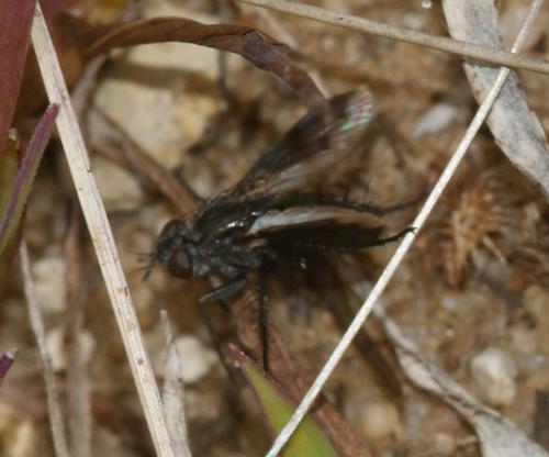 Periscepsia carbonaria