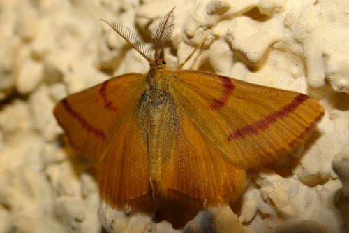 Réf. 193 411 : Lythria purpuraria
