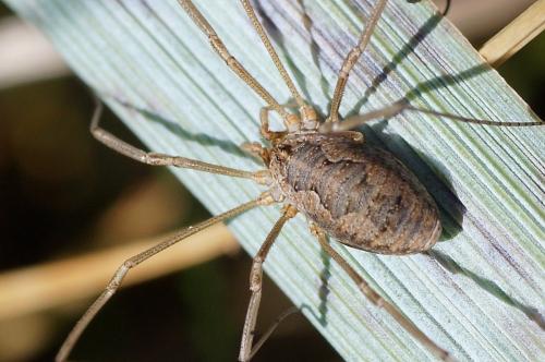 Réf. 193 722 : Phalangium opilio