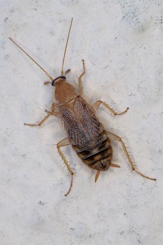 Planuncus vinzi