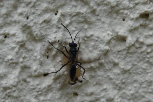 Réf. 193 682 : Auplopus sp.