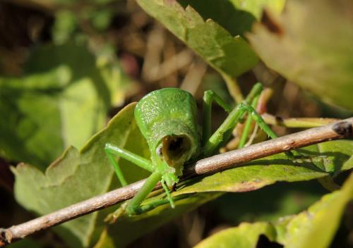 Uromenus rugosicollis