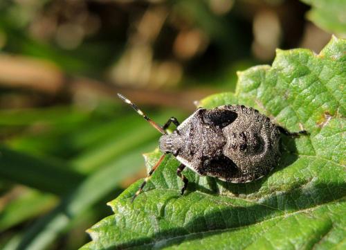 Picromerus nigridens