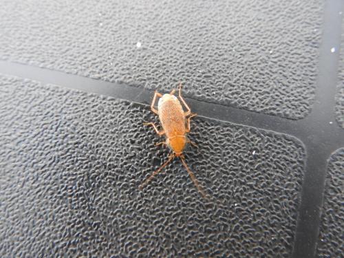 Planuncus vinzi
