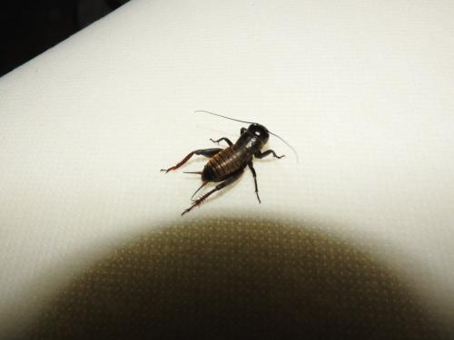 Gryllus campestris