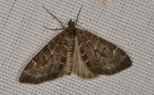 Thera sp.