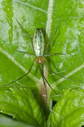 Mesida sp.