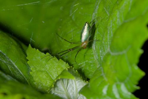 Mesida sp.