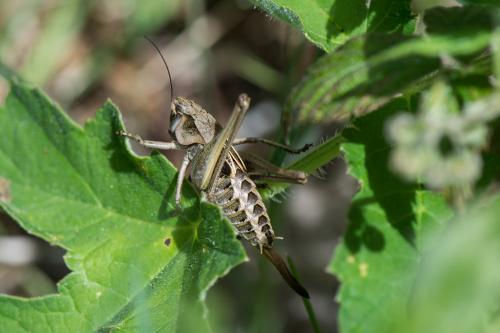 Réf. 193 024 : Decticus verrucivorus verrucivorus