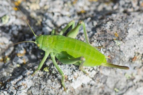 Réf. 193 119 : Polysarcus sp.