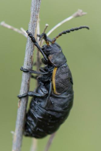 Réf. 193 644 : Arima marginata