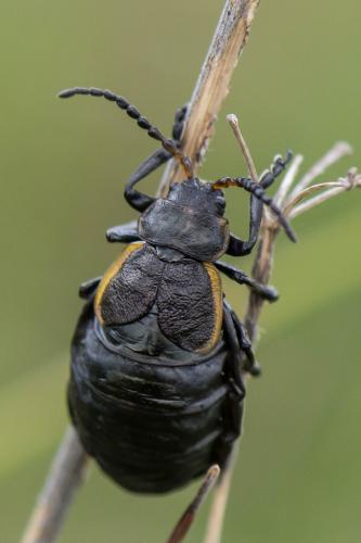 Arima marginata
