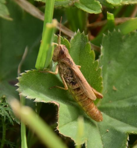 Chorthippus apricarius apricarius