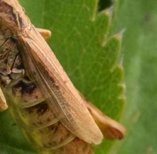 Chorthippus apricarius apricarius