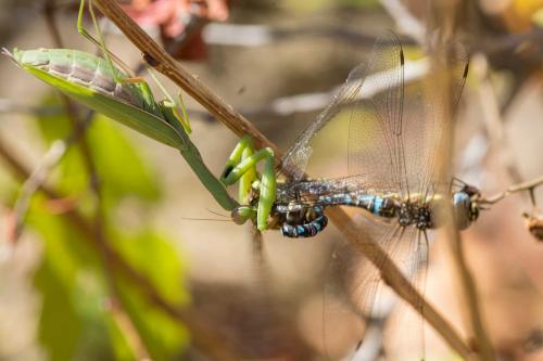 Aeshna mixta