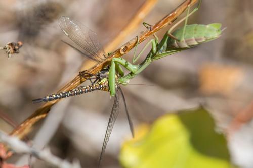 Aeshna mixta