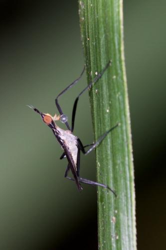 Telostylinus sp.