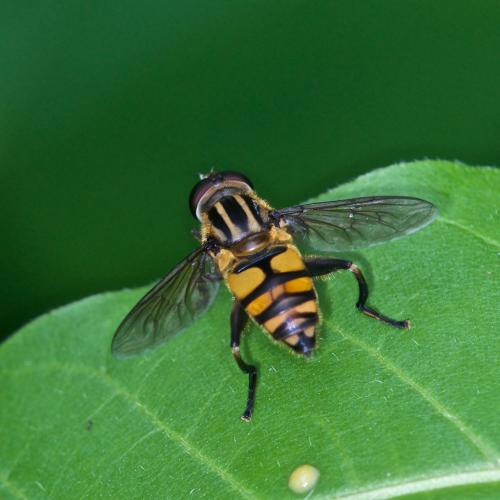 Mesembrius bengalensis