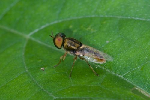 Réf. 193 732 : Odontomyia sp.
